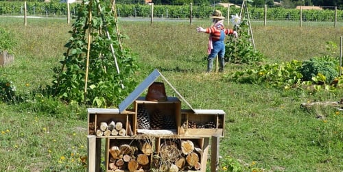 Permakultura - czym jest i jak uprawiać ogród permakulturowy?