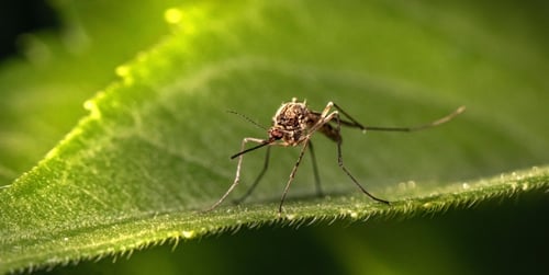 Sposoby na komary w ogrodzie - sprawdź je wszystkie!