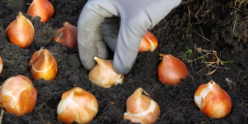 Jakie rośliny i kwiaty można sadzić jesienią? Poradnik