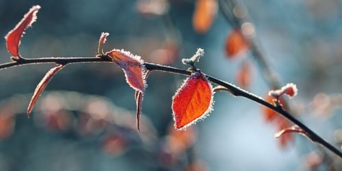 Jak ochronić rośliny przed przymrozkami? Poradnik ogrodnika