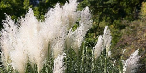 Trawy ozdobne do ogrodu - rodzaje, sadzenie i pielęgnacja