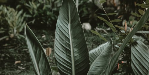 Które kwiaty ogrodowe nie potrzebują słońca? Rośliny cieniolubne