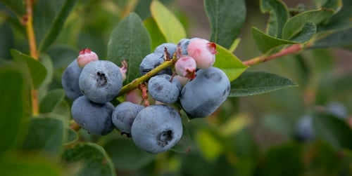 Jak sadzić borówkę amerykańską — poradnik ogrodnika